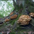 Riesenporlinge am Buchenstamm