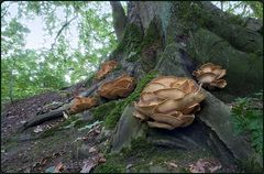 Riesenporlinge am Buchenstamm