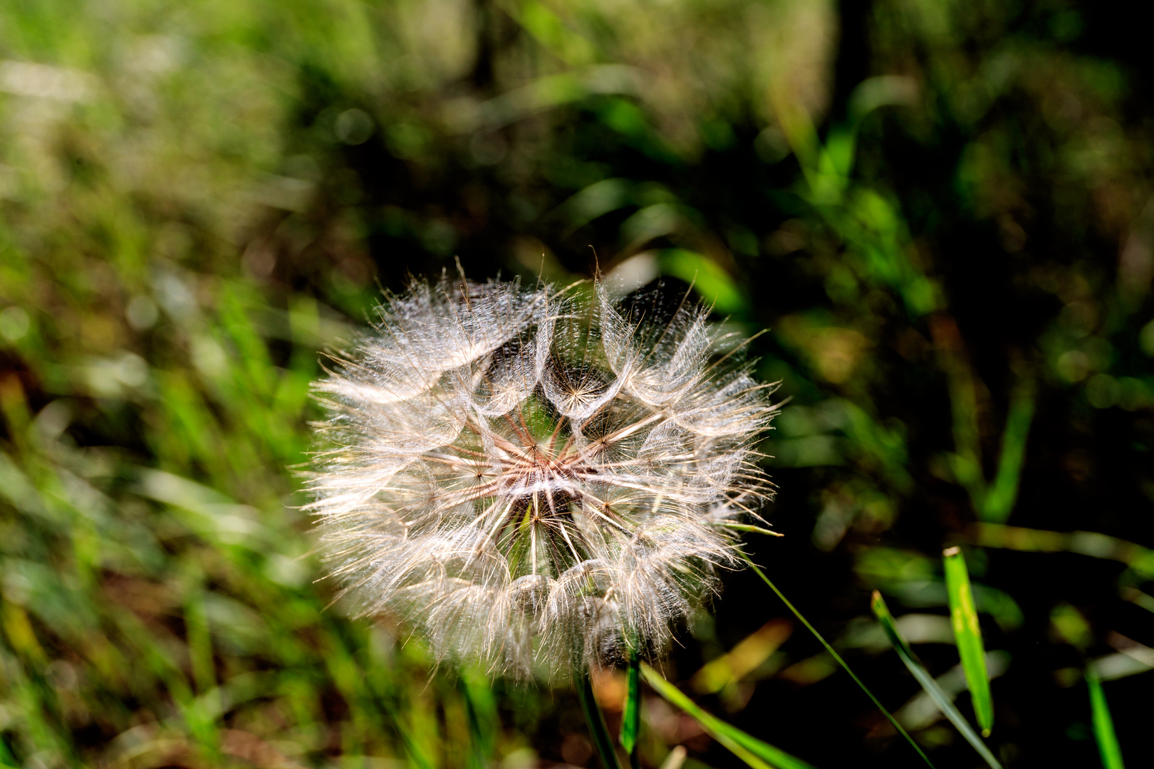 Riesenpusteblume? 