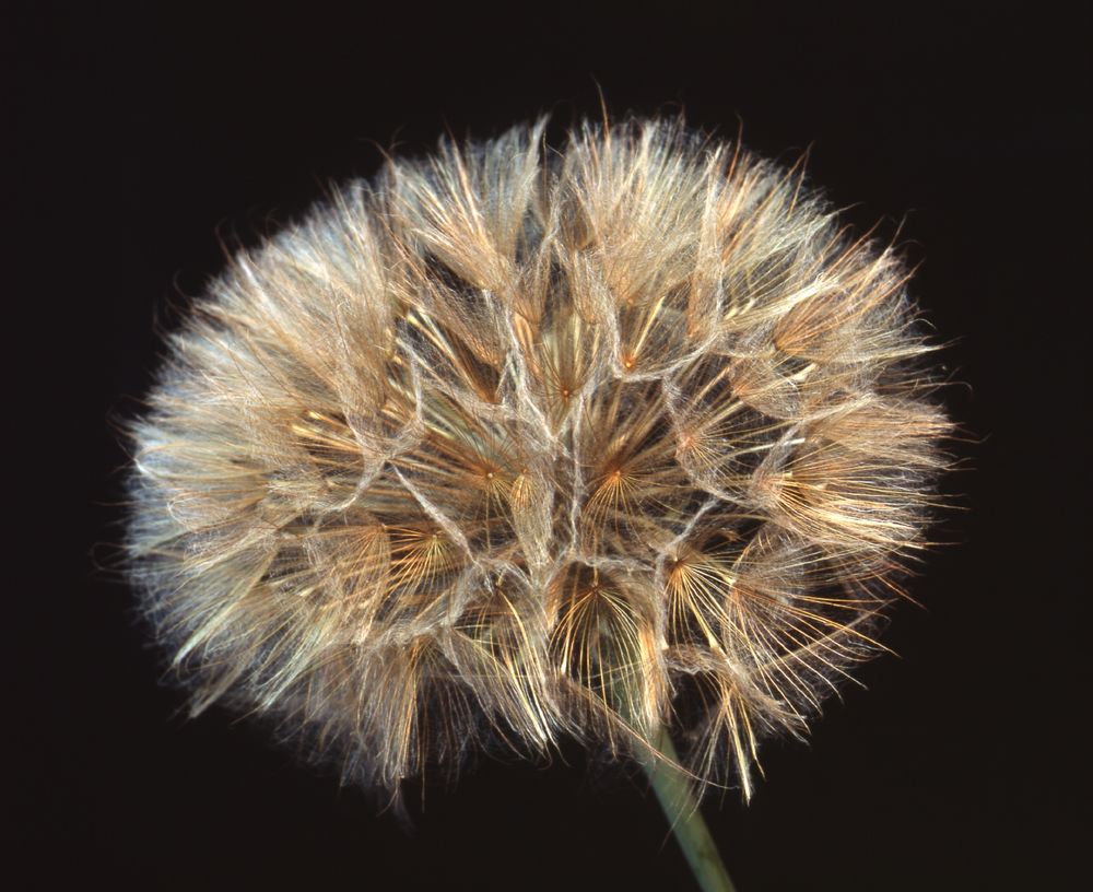 Riesenpusteblume