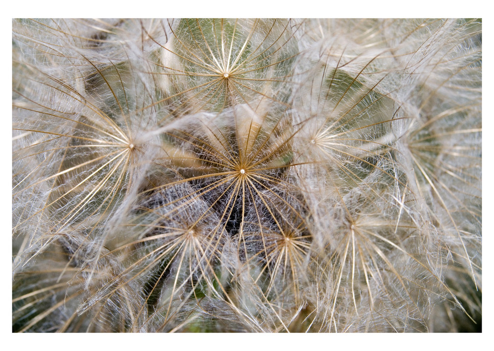 Riesenpusteblume