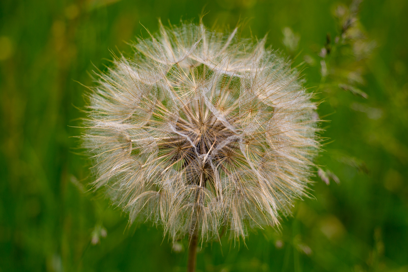 Riesenpusteblume