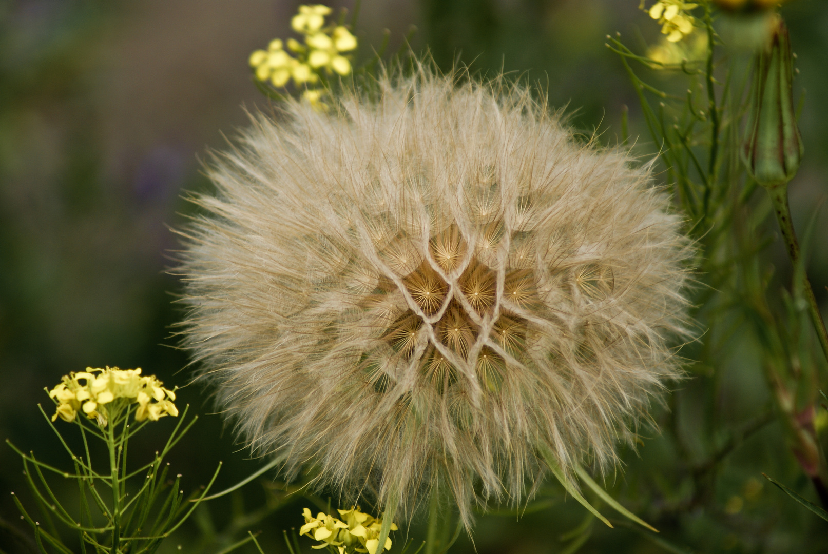 Riesenpusteblume