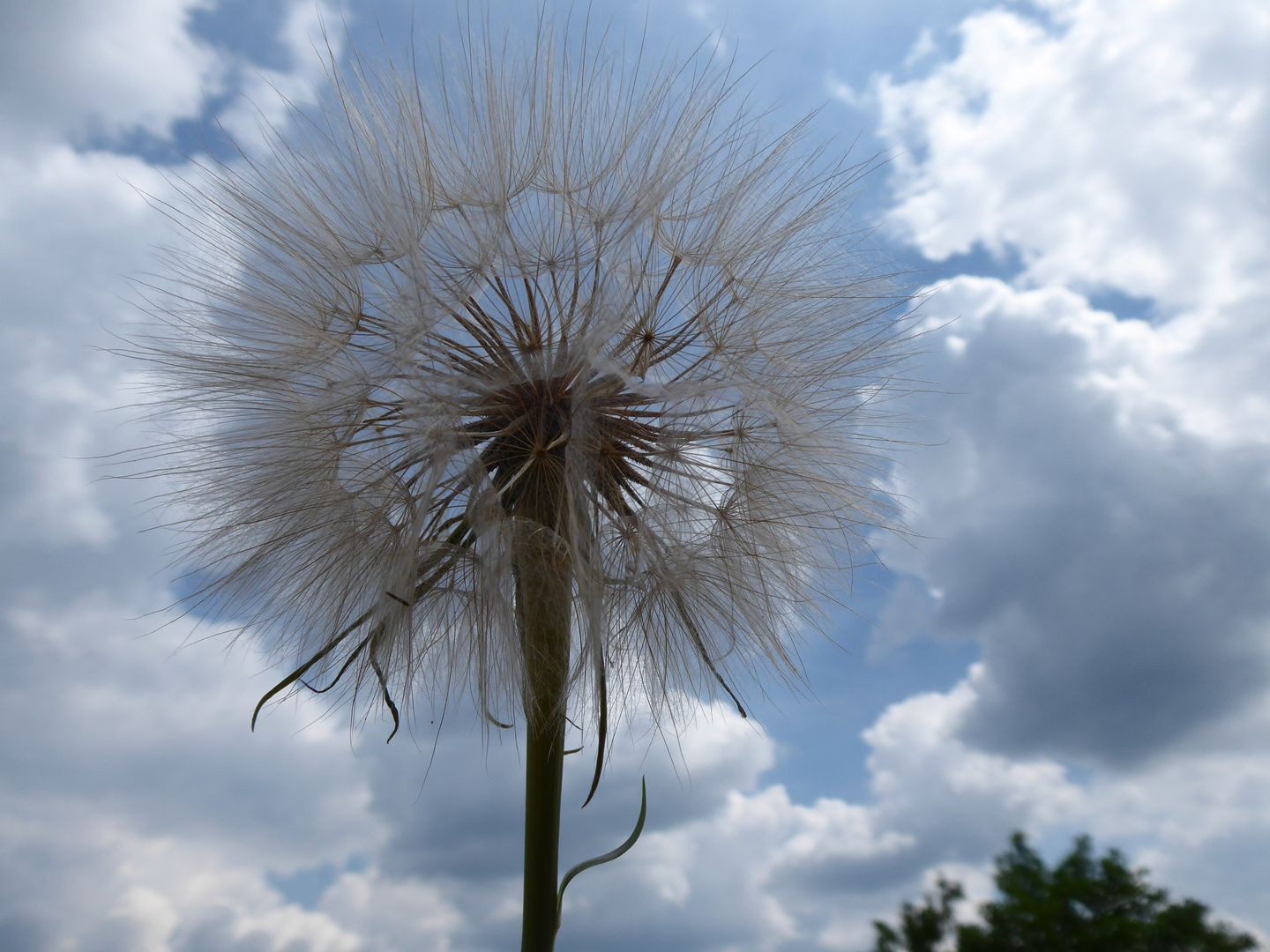 Riesenpusteblume .... Bocksbart