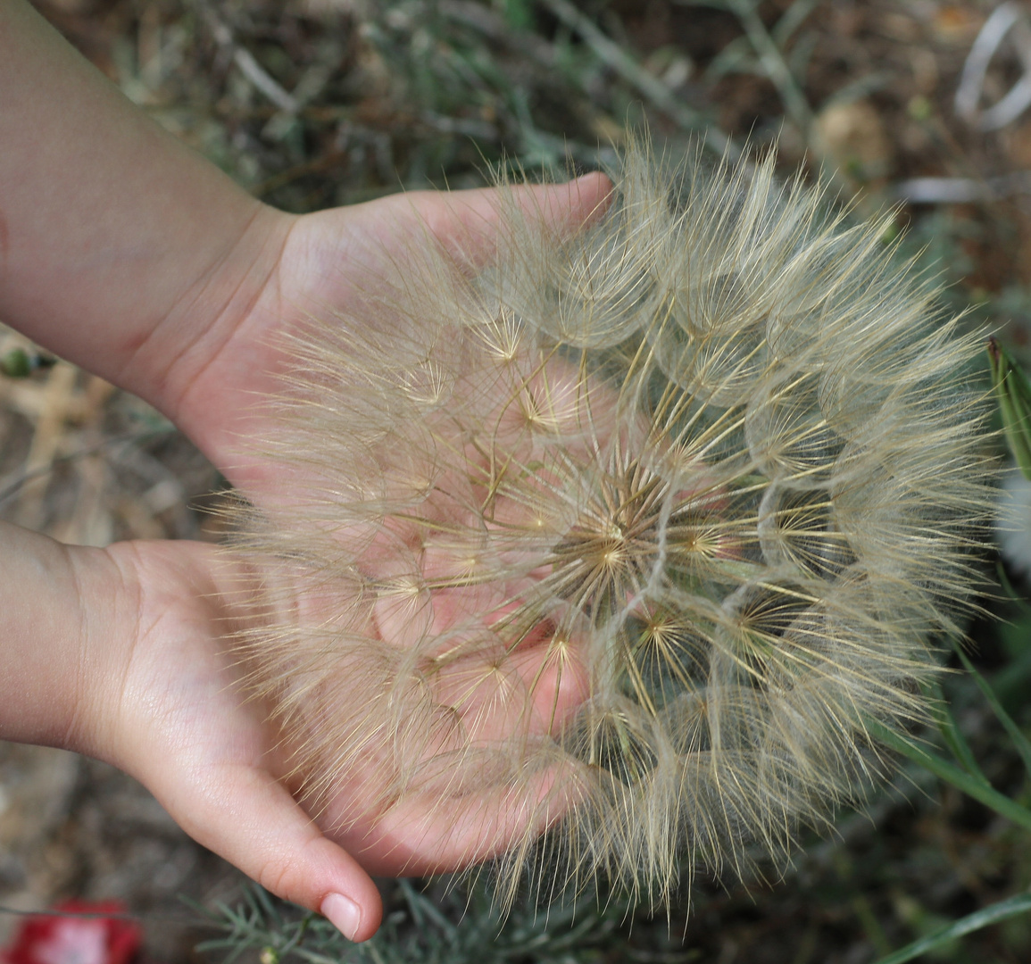 Riesenpusteblume der Traum unserer Kinder .....