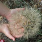 Riesenpusteblume der Traum unserer Kinder .....