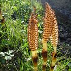 Riesenschachtelhalm (Equisetum telmateia),