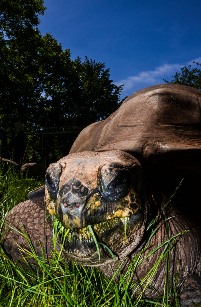 Riesenschildkröte