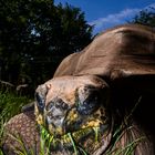 Riesenschildkröte