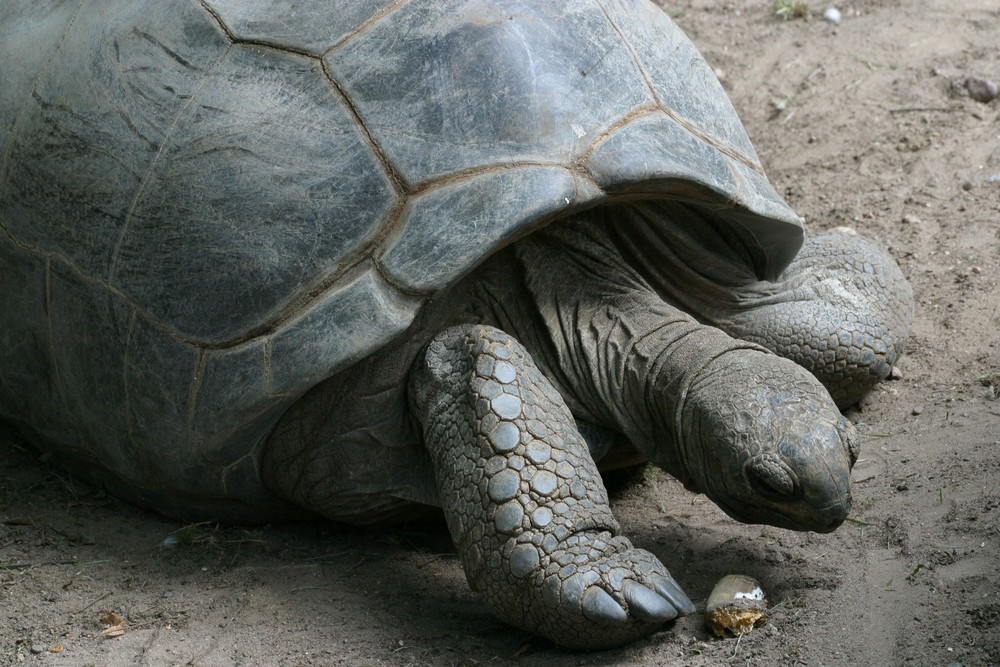 Riesenschildkröte