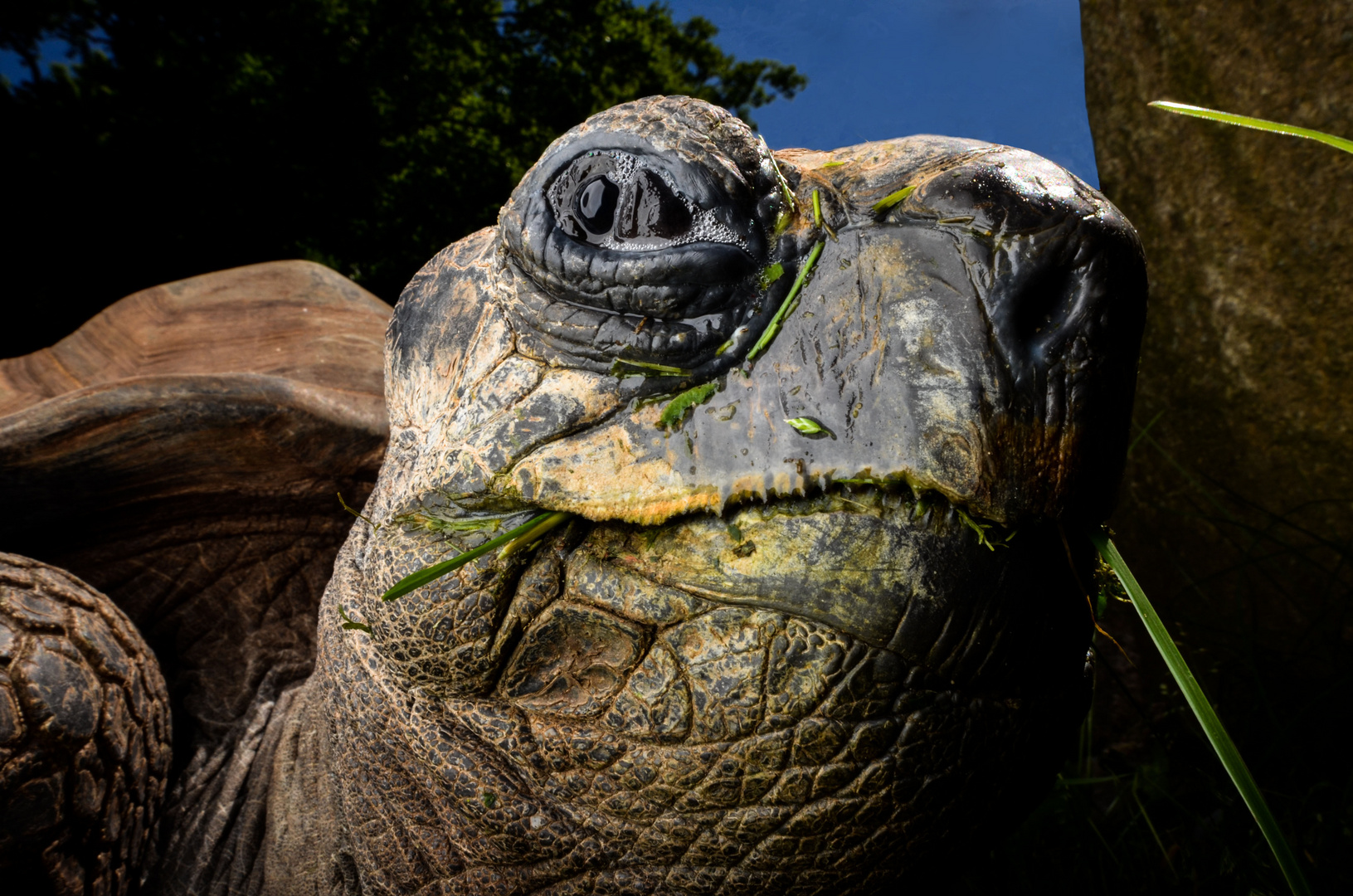 Riesenschildkröte