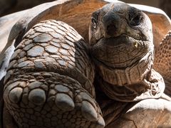 Riesenschildkröte