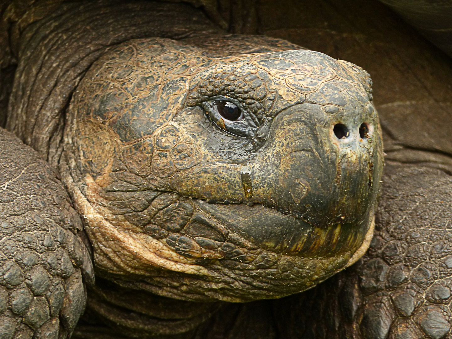 Riesenschildkröte