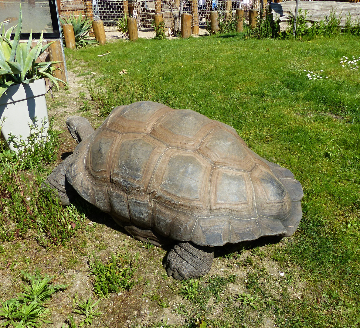 Riesenschildkröte