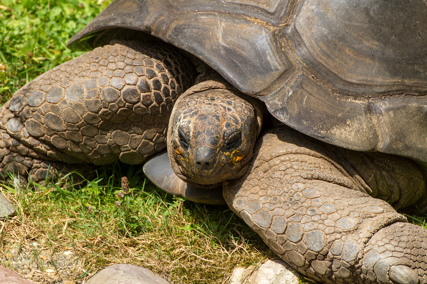 Riesenschildkröte