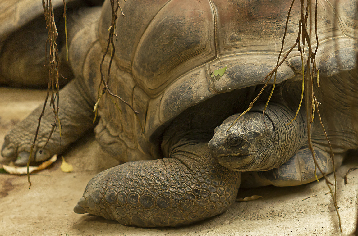 Riesenschildkröte