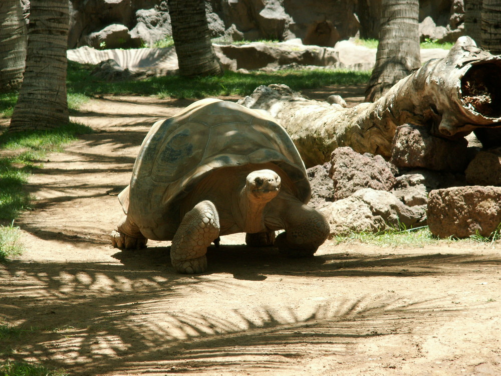 Riesenschildkröte