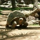 Riesenschildkröte