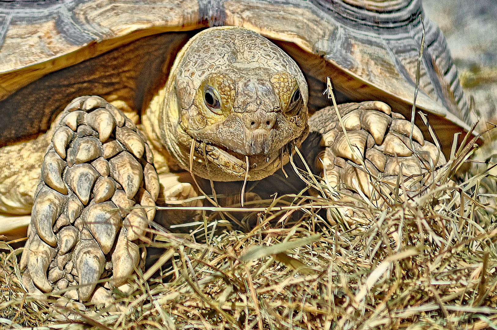 Riesenschildkröte