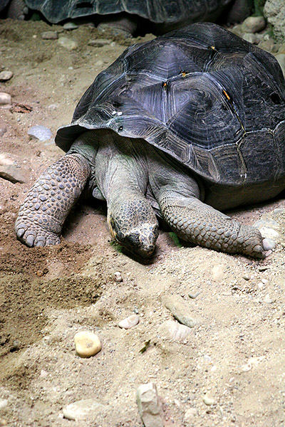 Riesenschildkröte