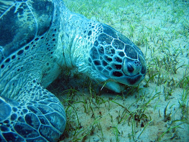 Riesenschildkröte