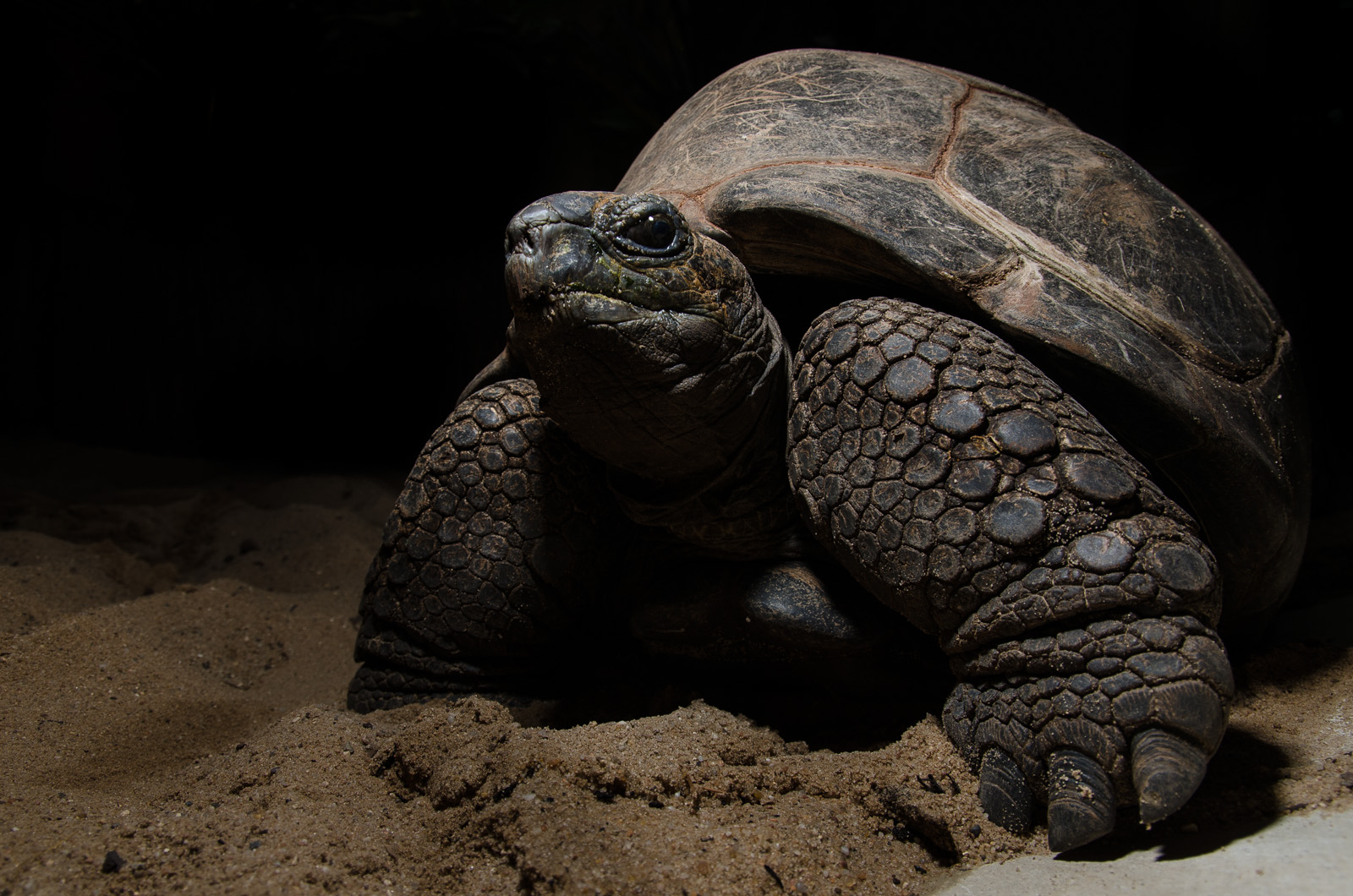 Riesenschildkröte