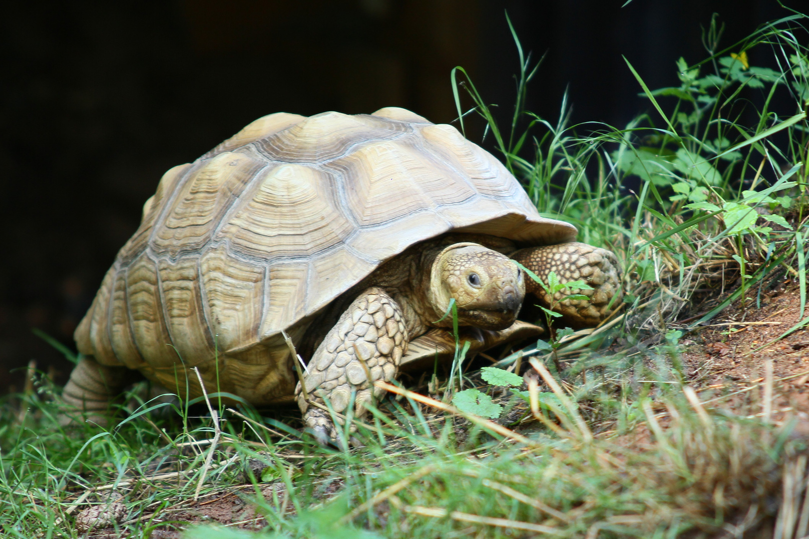 Riesenschildkröte