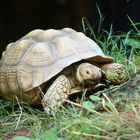 Riesenschildkröte