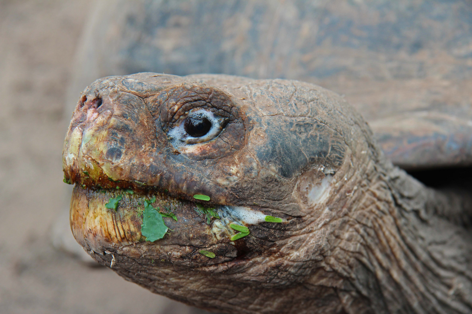 Riesenschildkröte