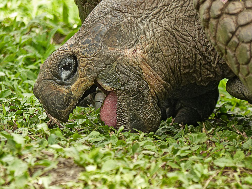 Riesenschildkröte