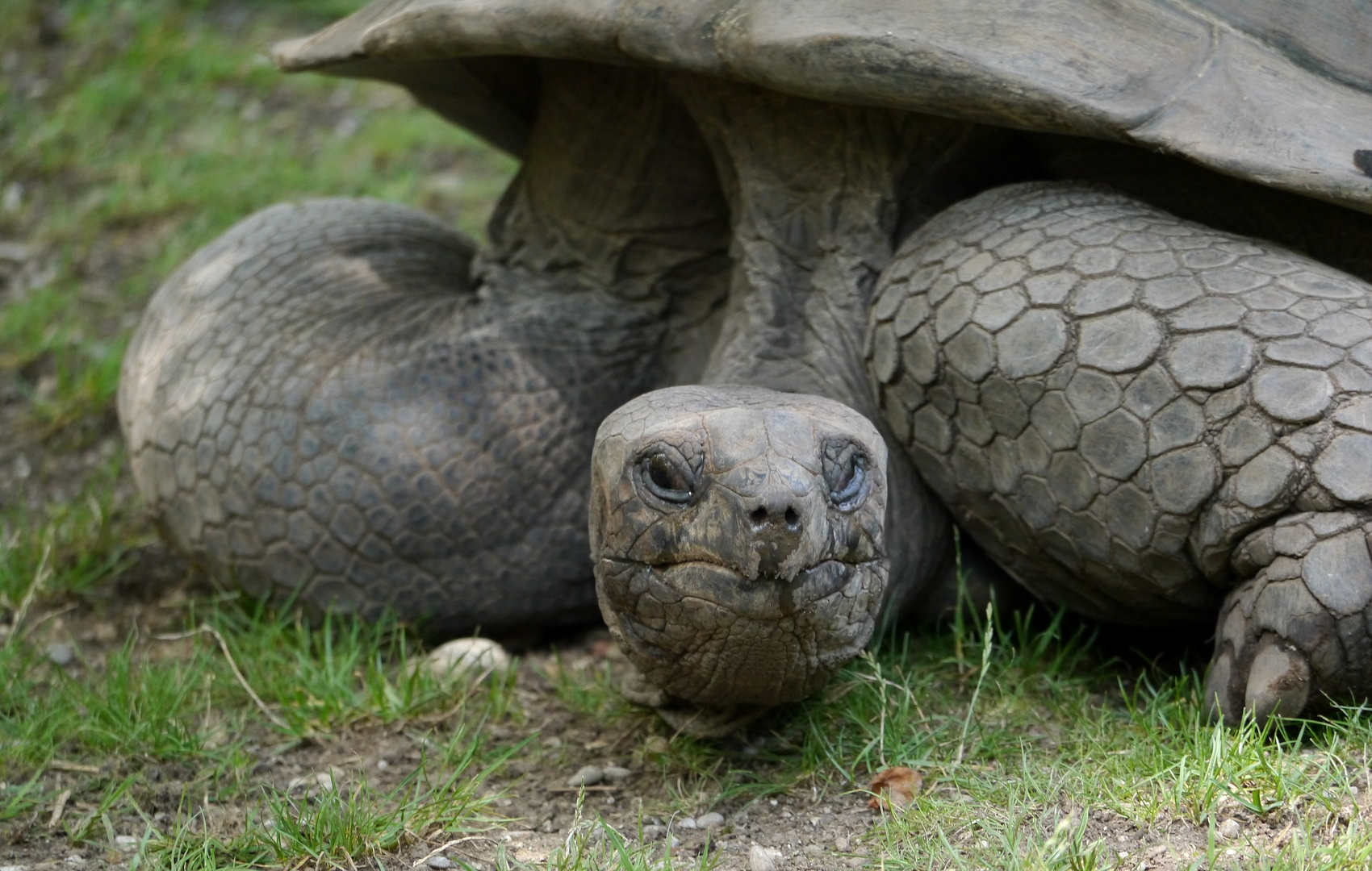 Riesenschildkröte