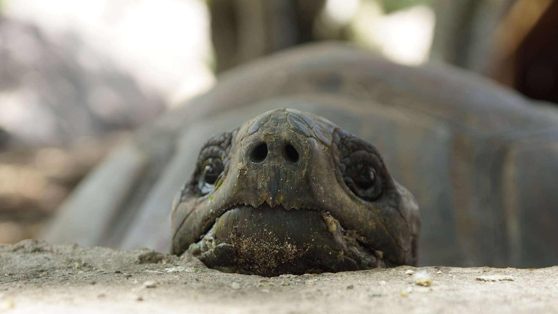 Riesenschildkröte