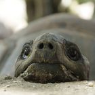 Riesenschildkröte