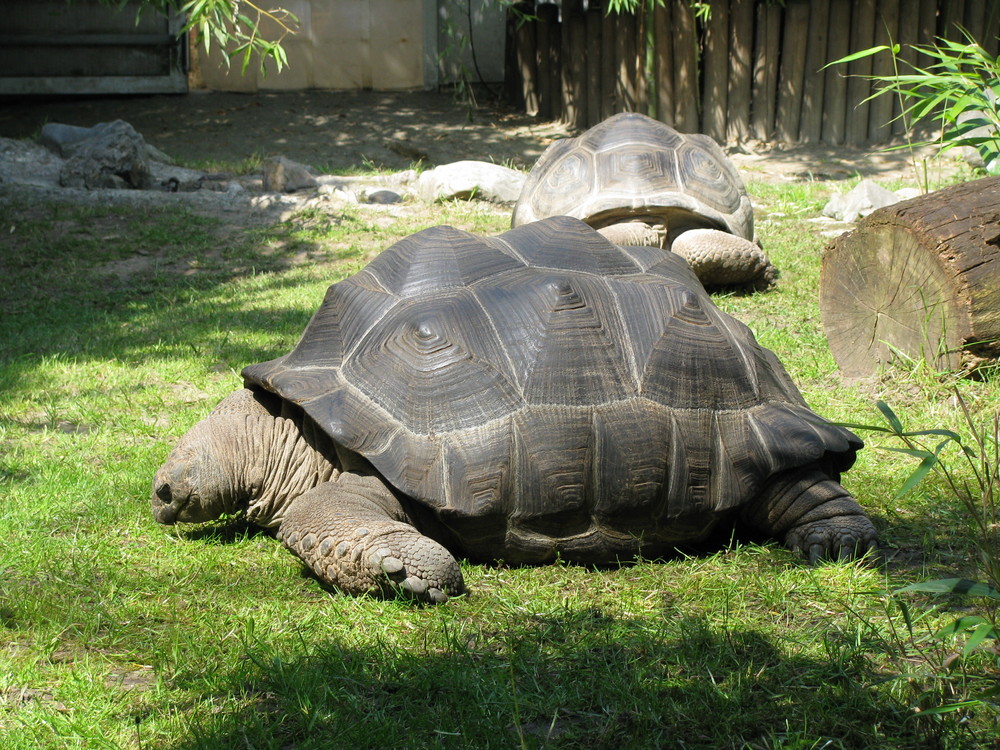 Riesenschildkröte