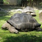 Riesenschildkröte