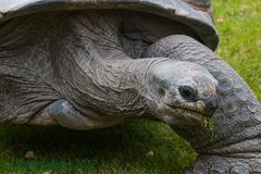 Riesenschildkröte