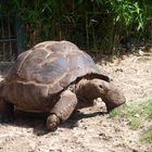 Riesenschildkröte