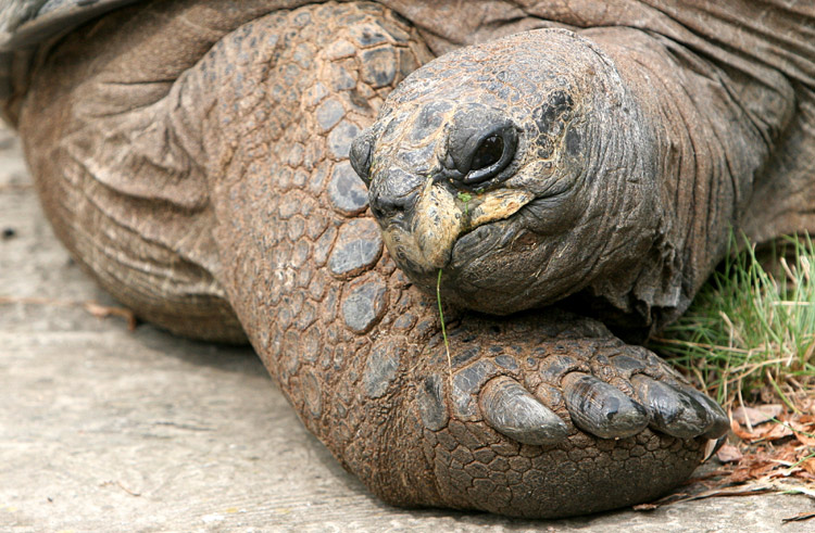 Riesenschildkröte