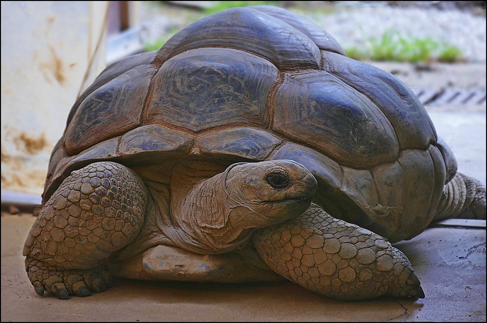 Riesenschildkröte,,,,