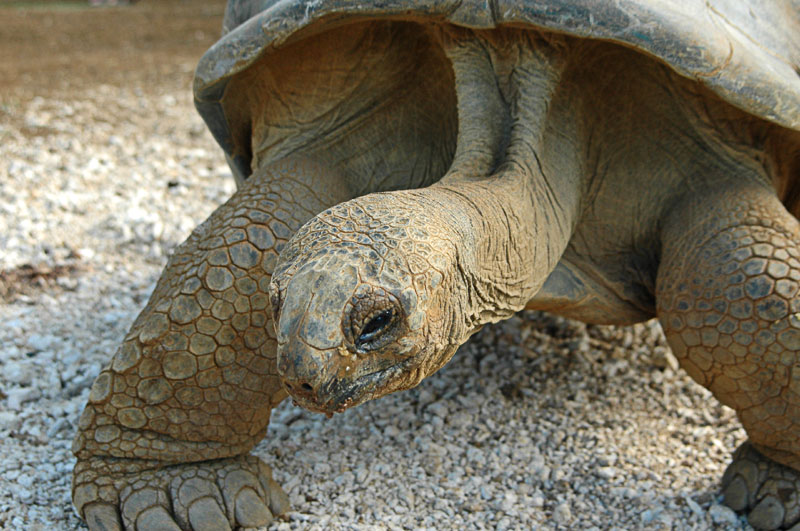 Riesenschildkröte