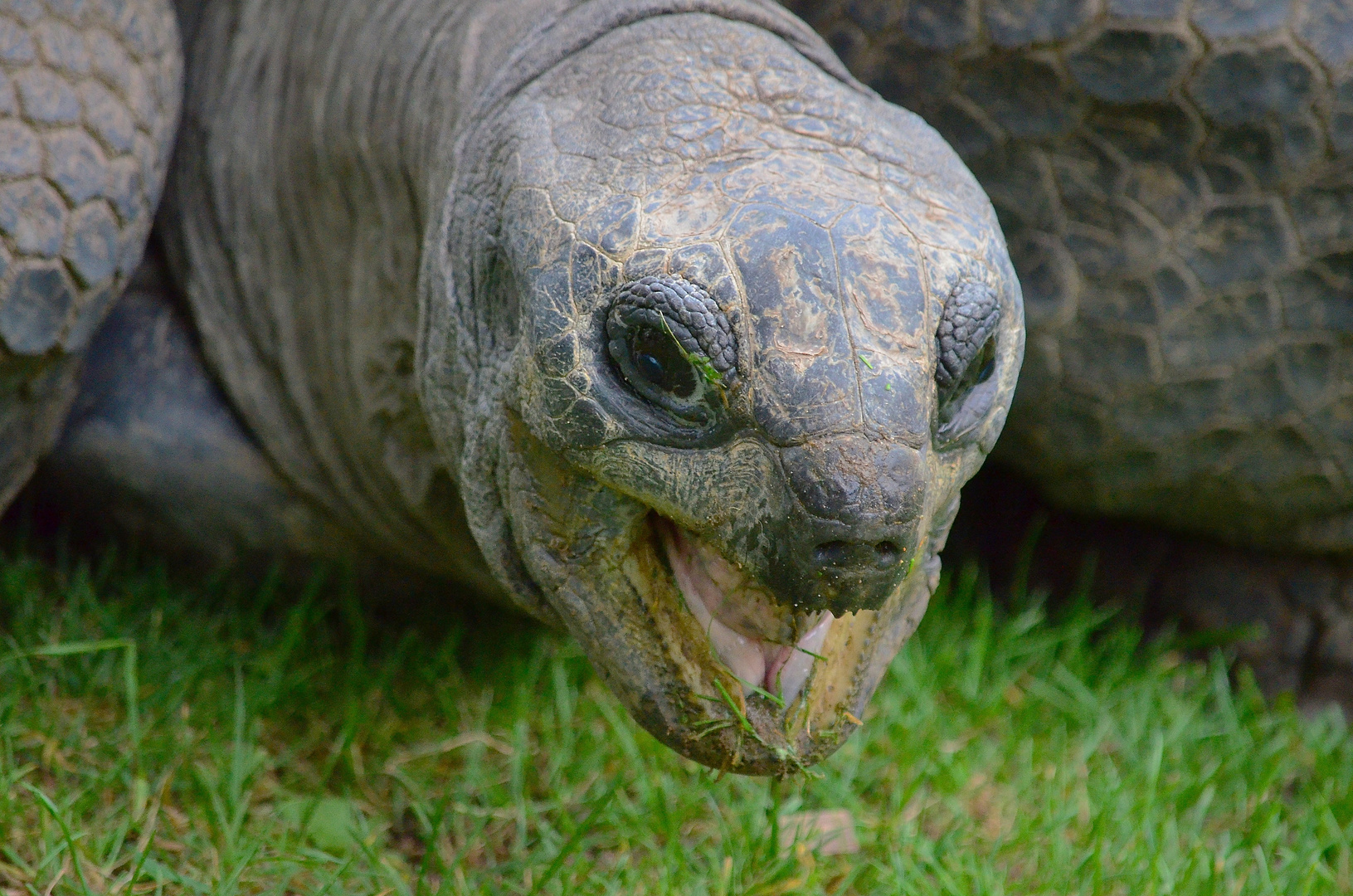 Riesenschildkröte