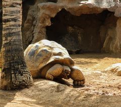 Riesenschildkröte