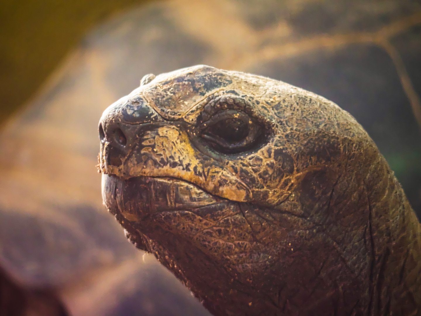 RIESENschildkröte