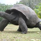 Riesenschildkröte