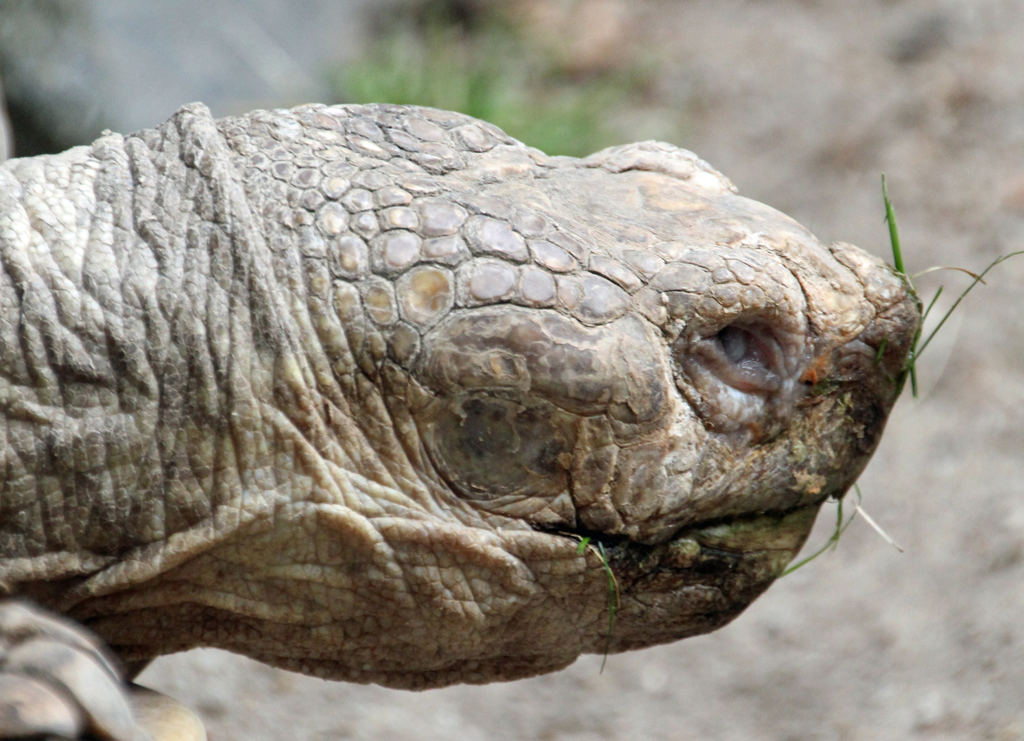 Riesenschildkröte