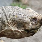 Riesenschildkröte