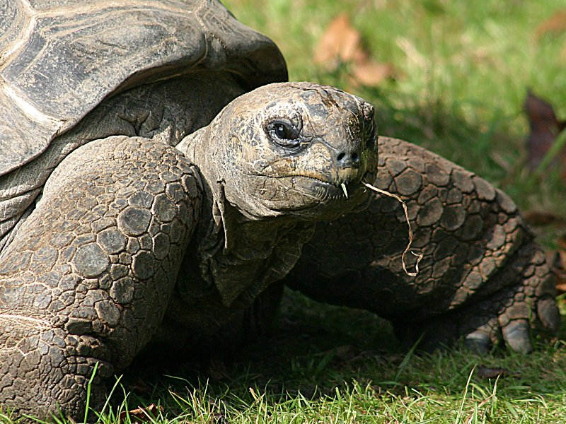 Riesenschildkröte