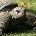 Riesenschildkröte