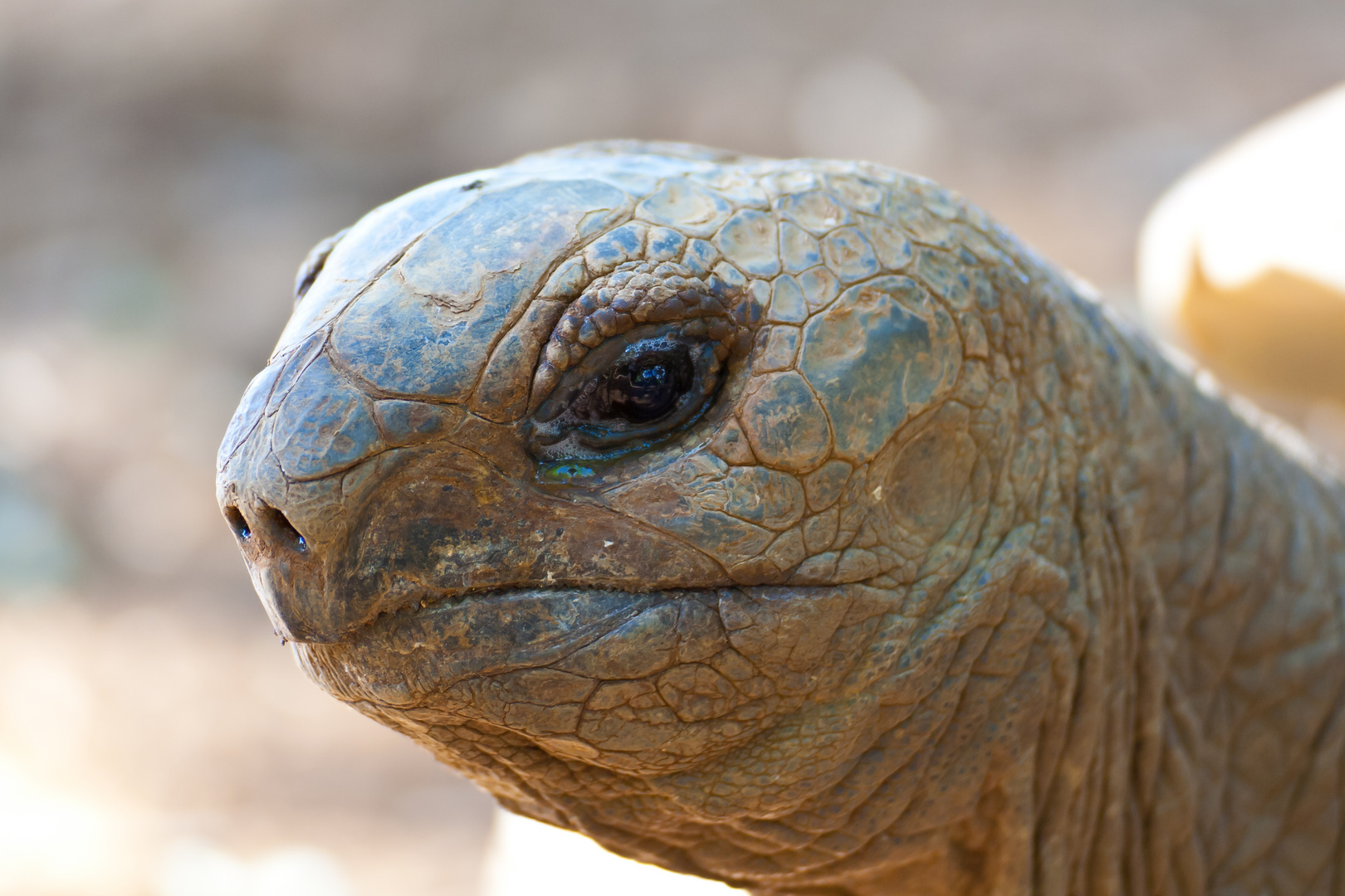 Riesenschildkröte (Aldabrachelys), Mauritius