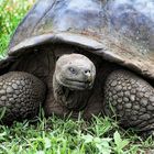 Riesenschildkröte auf die Galapagos